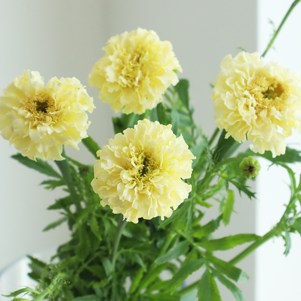 生花】中里園芸さんのマリーゴールド レメディアパール(クリーム)35