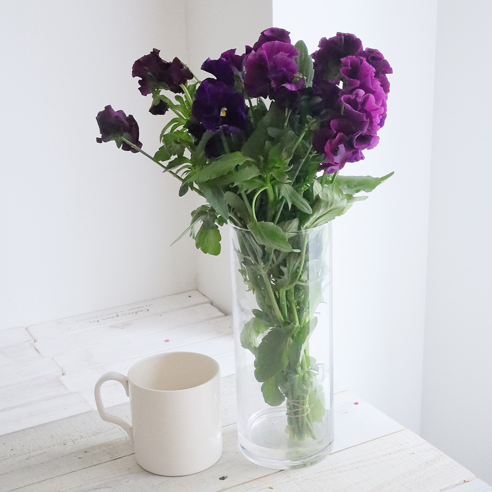 直前】JA福島さくら パンジー パープルシュシュ(濃い紫系) - 花材通販