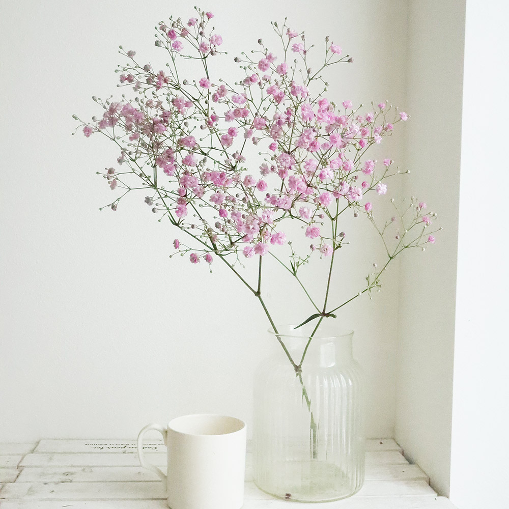 生花】カスミ草 マイピンク(50cm-)JAみなべいなみ【早締切-71】 - 花材