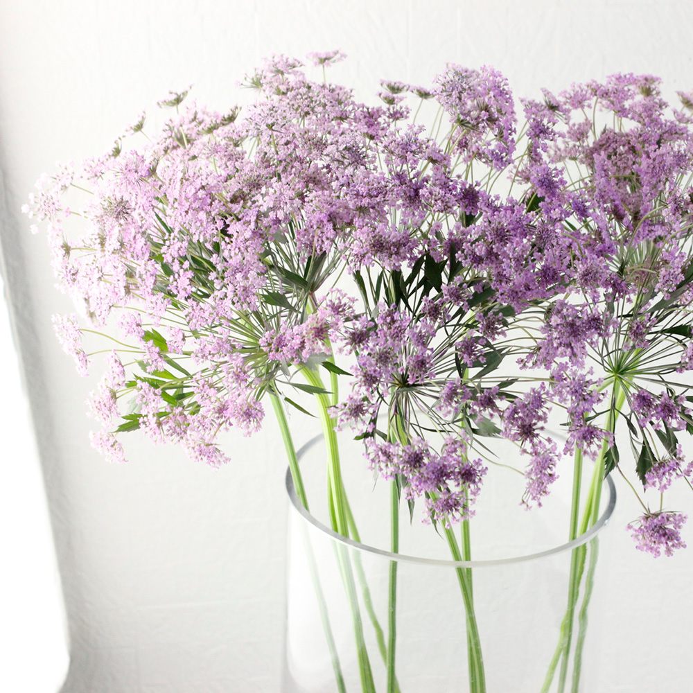 直前】レースフラワー(ラベンダー染め) 【早締切-74】青木園芸【生花