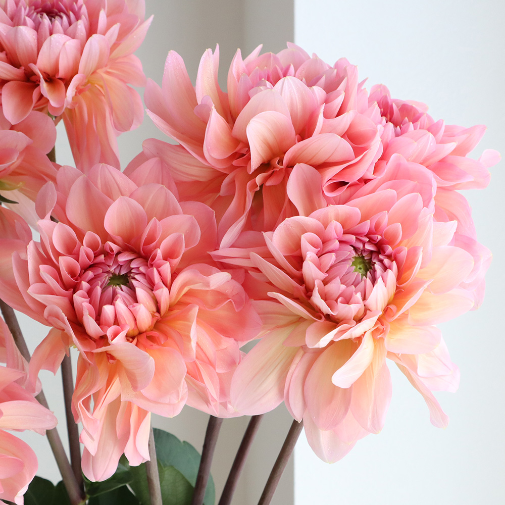 生花】ダリア ナマハゲエポック(ピンク系)【早締切-74】※商品説明お