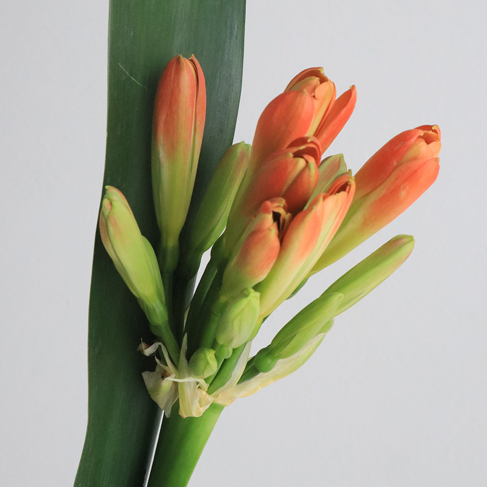 08直前!!】君子蘭(Lサイズ)花5本・葉8枚 水郷つくば農協 【生花】 - 花