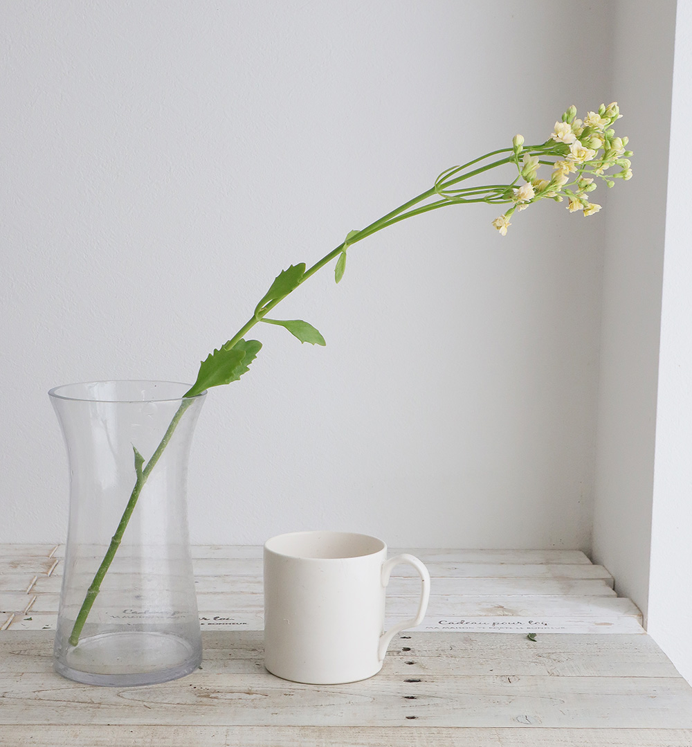 生花】カランコエ ちゅららシュガー 60cm STD 山形県細谷園芸 - 花材