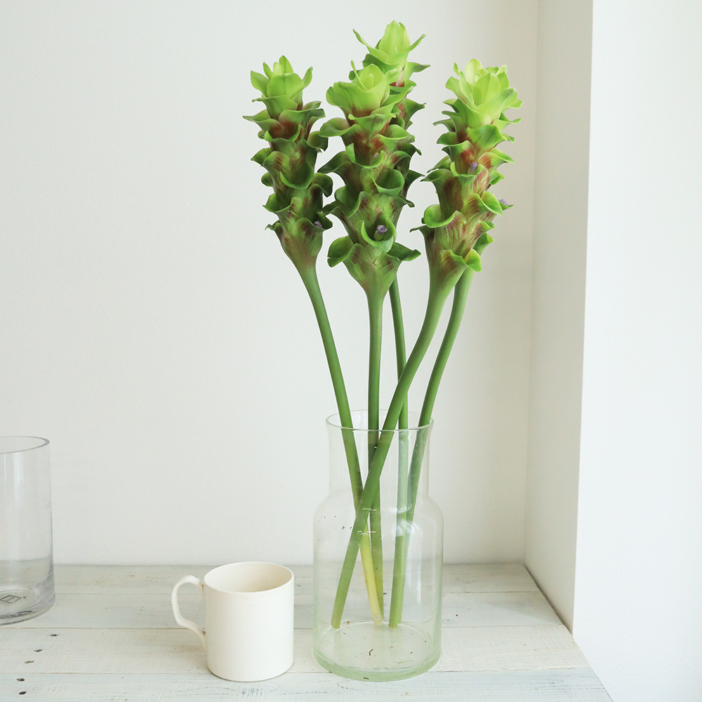 生花】クルクマ エメラルドチョコゼブラ 50cm程度 【OT】(緑×茶)静岡県