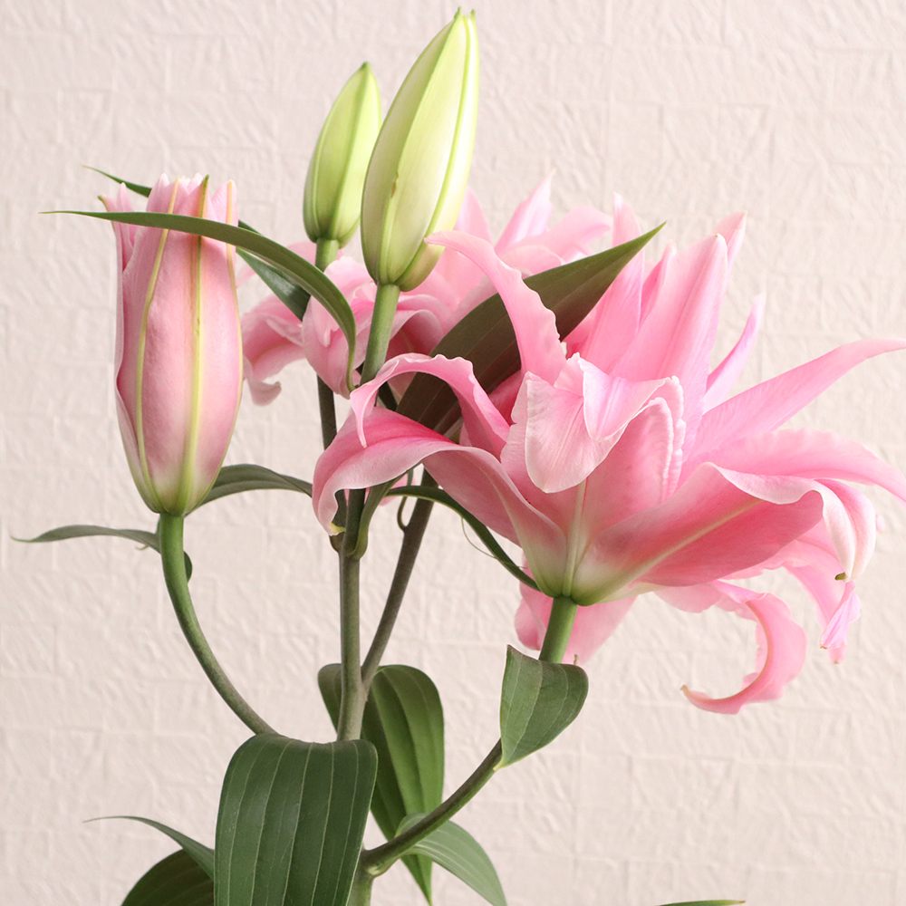 直前!】八重咲きオリエンタルユリ (ピンク系)ピンク八重 ディアンサ