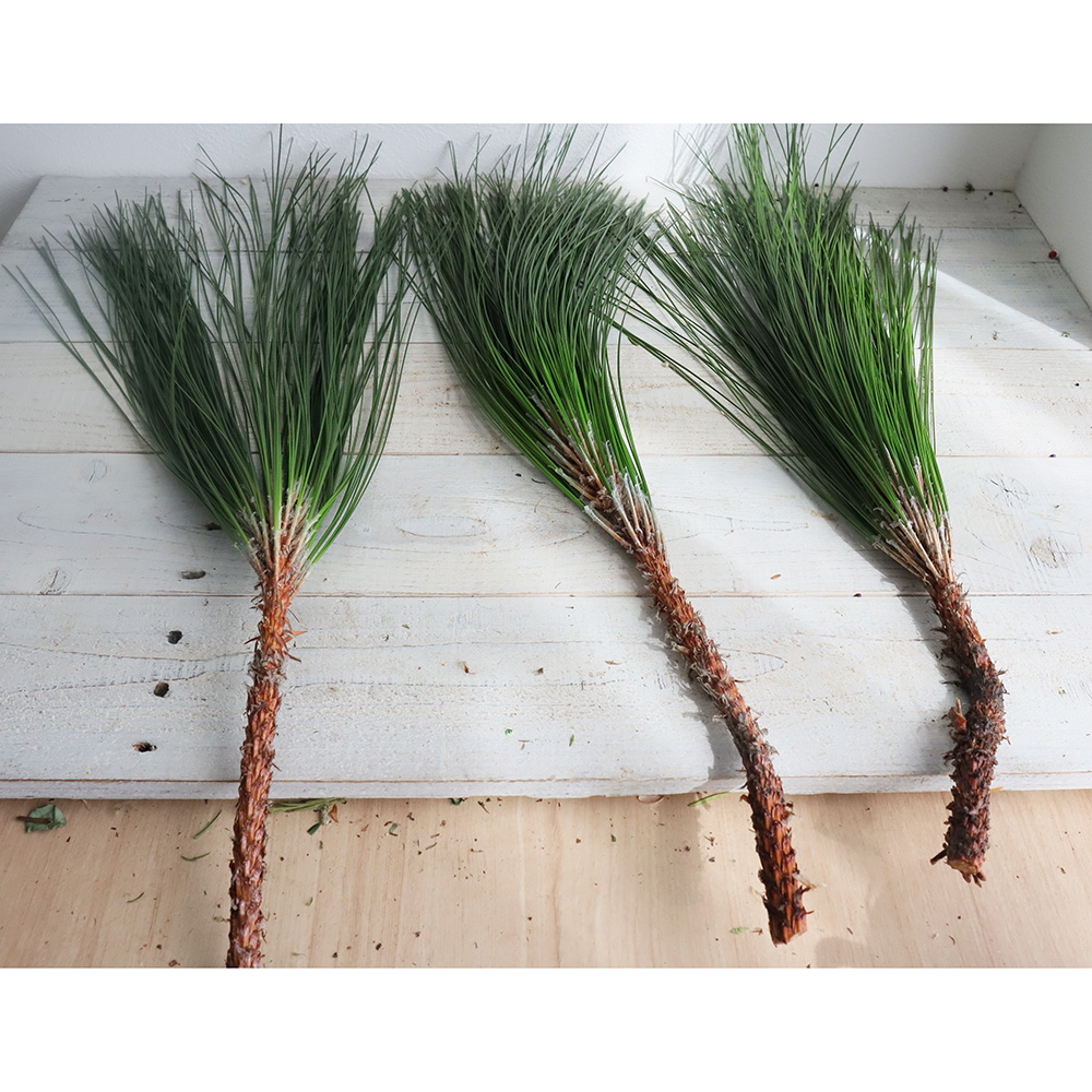 大王松の葉　30束 園芸ネット本店｜ダイオウショウ（大王松）3.5号ポット の通販【公式】