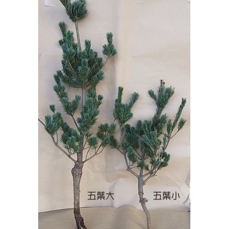 ITA】五葉松 大 - 花材通販はなどんやアソシエ