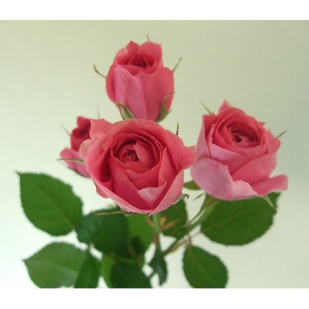 直前】M-マリーアントワネット(SPバラ) - 花材通販はなどんやアソシエ