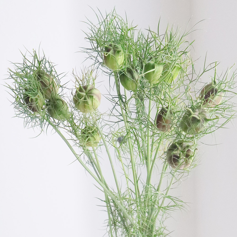 直前!/】ニゲラの実 40cm-【OT】JA筑後ほか【生花】 - 花材通販はなど