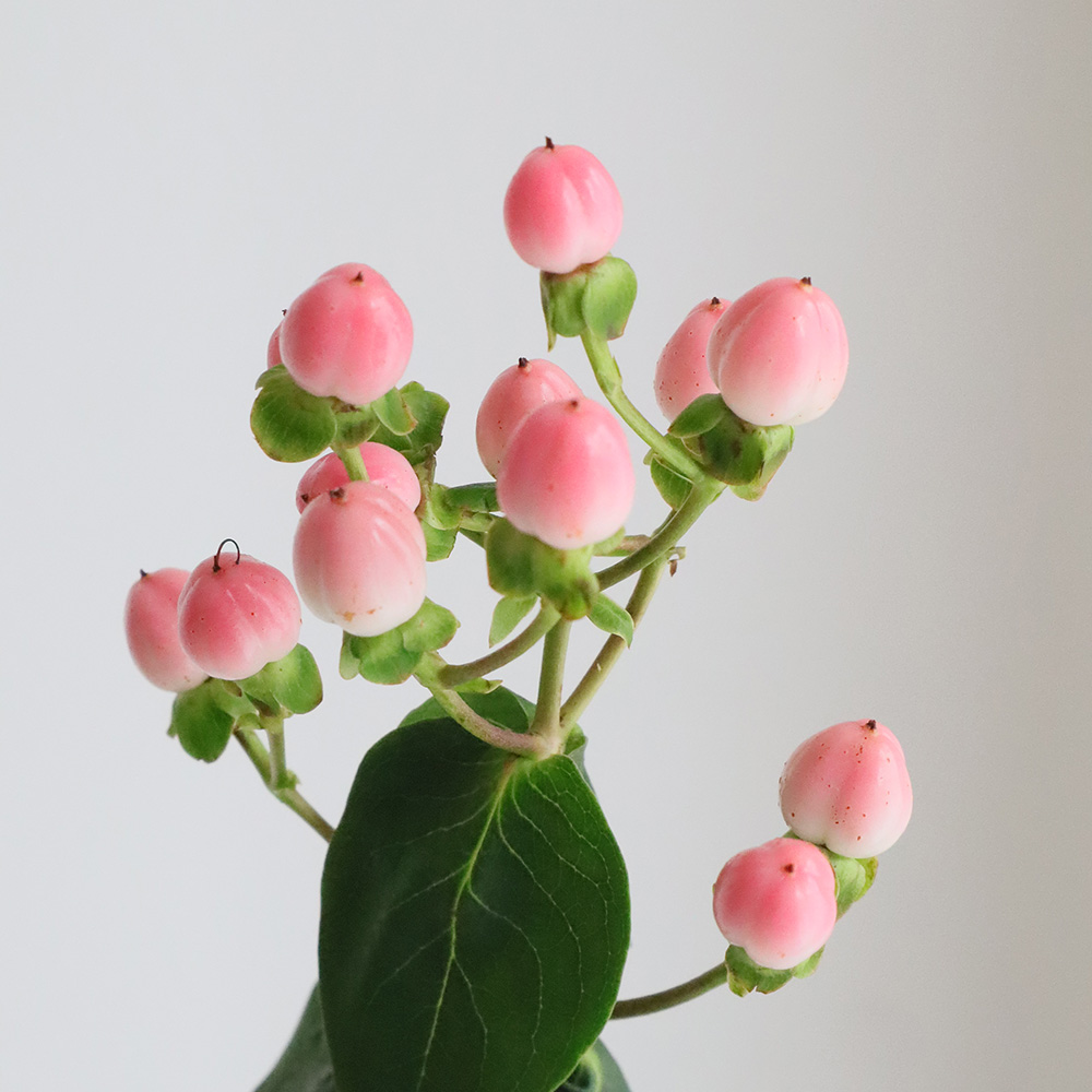 生花】ヒペリカム ココカジノ(ピンク) - 花材通販はなどんやアソシエ