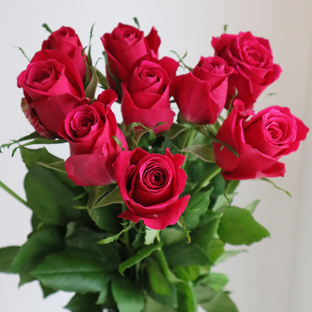 生花】ケニアローズ エースセリース(ダークピンク)【FJ】 - 花材通販は