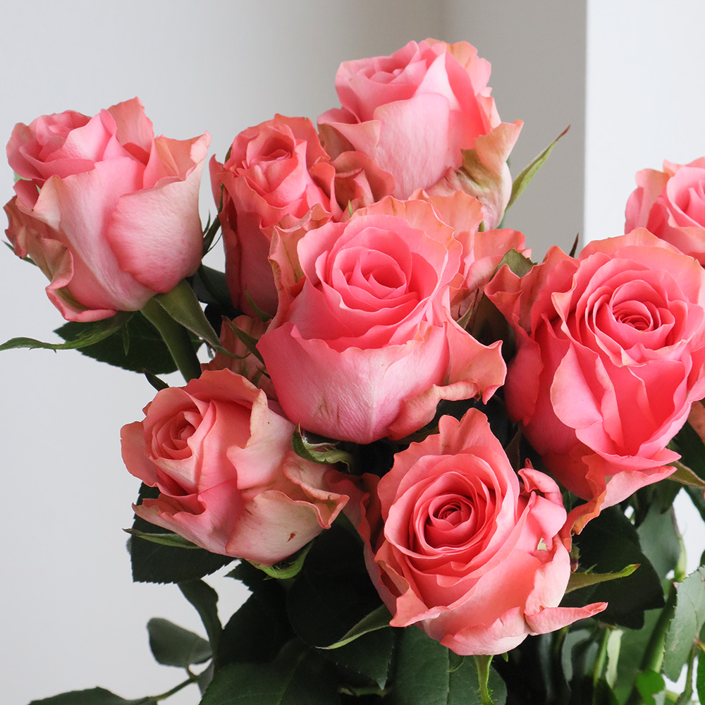 生花】ケニアローズ ジャズベリー 50cm〜(サーモンピンク)【OR-82