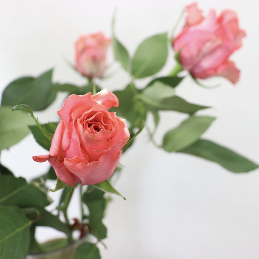 生花】ケニアローズ ジャズベリー 50cm〜(サーモンピンク)【OR-82