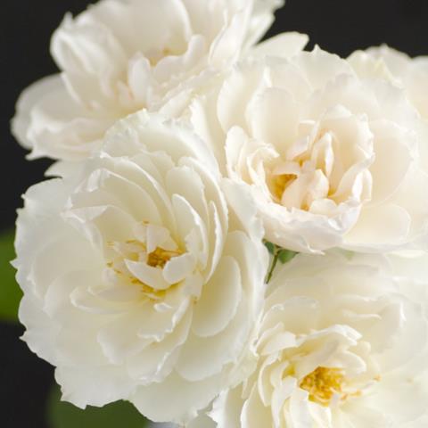 08直前SE】バラ プリンセスオブウェールズ(1輪タイプ)30cm 堀木バラ園