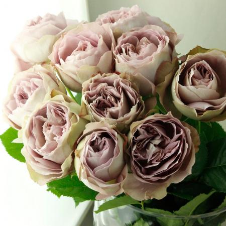 08直前SE】バラ ソルファ 堀木バラ園オリジナル 40cm【生花】 - 花材