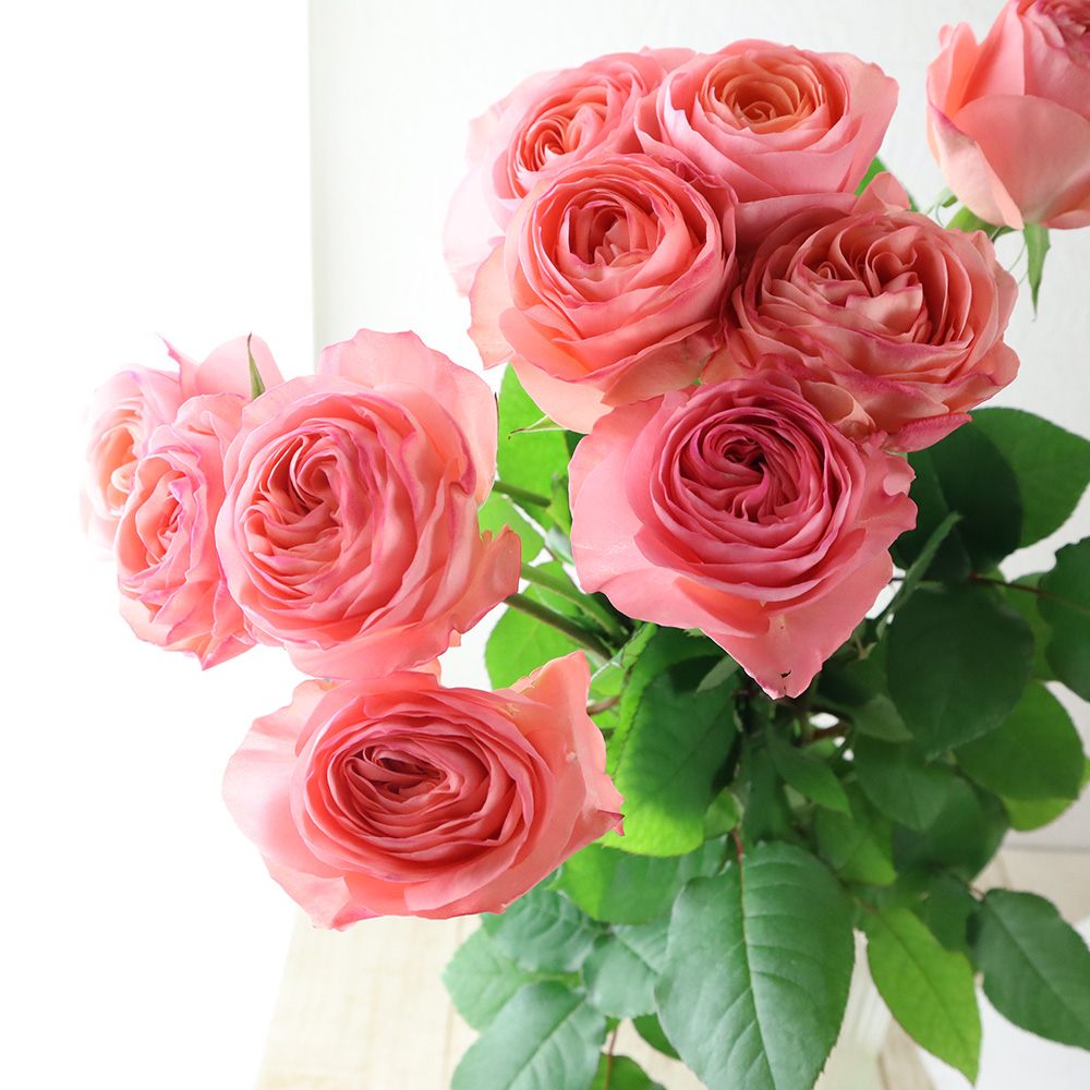 生花】【後藤ばら園】バラ マルゴー(サーモンピンク系)□今週のオトク