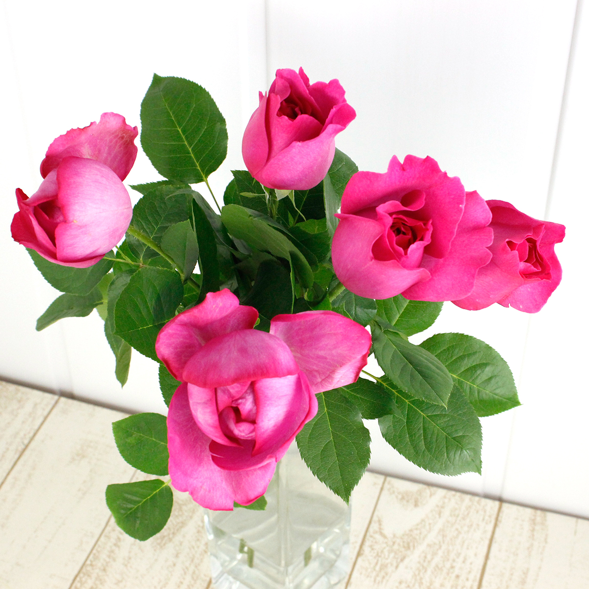 08直前!SE】バラ イブカルマン(濃いピンク)30cm 増田バラ園 - 花材通販