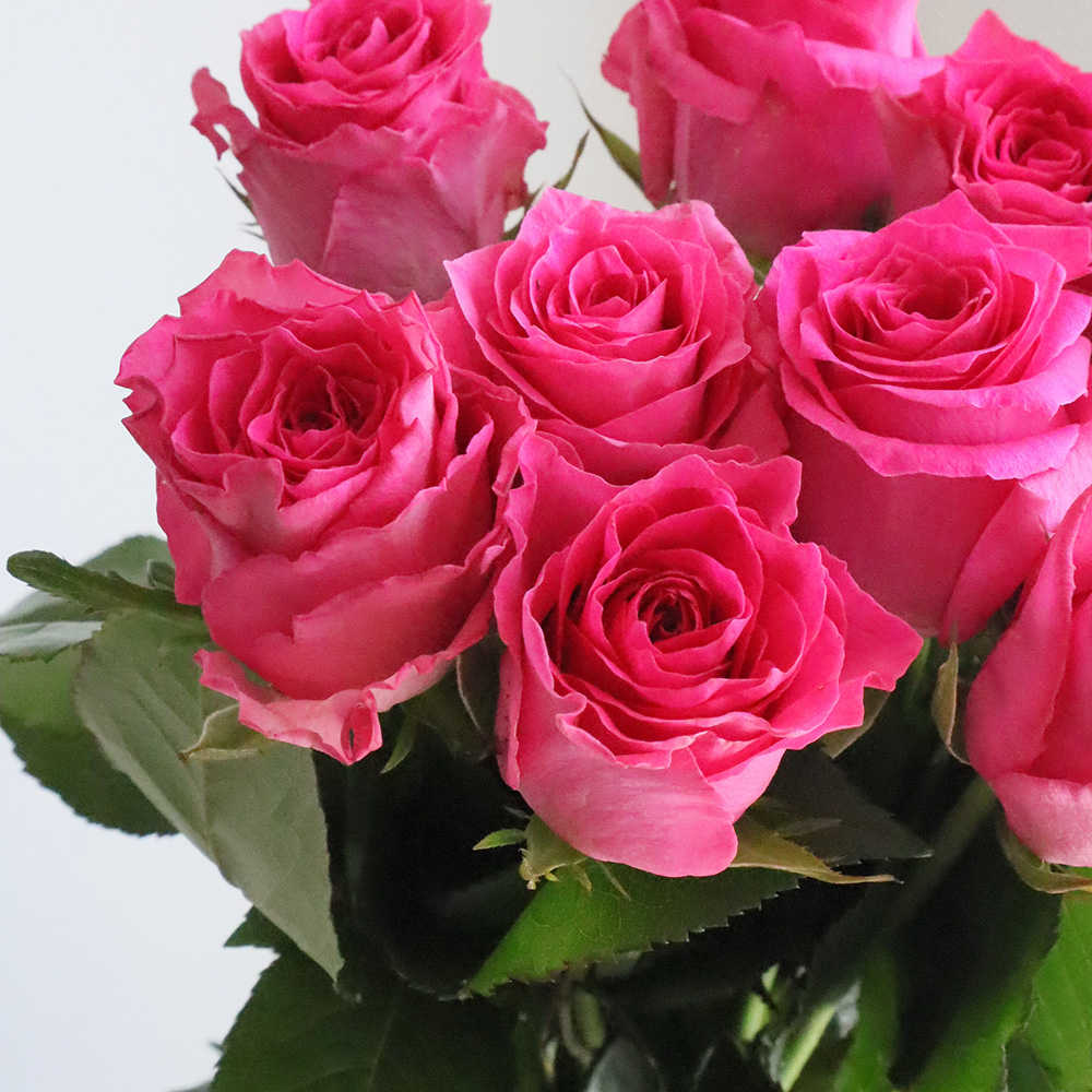 生花】バラ フェリシタル(ローズピンク)□今週のオトク【IT-23】 - 花