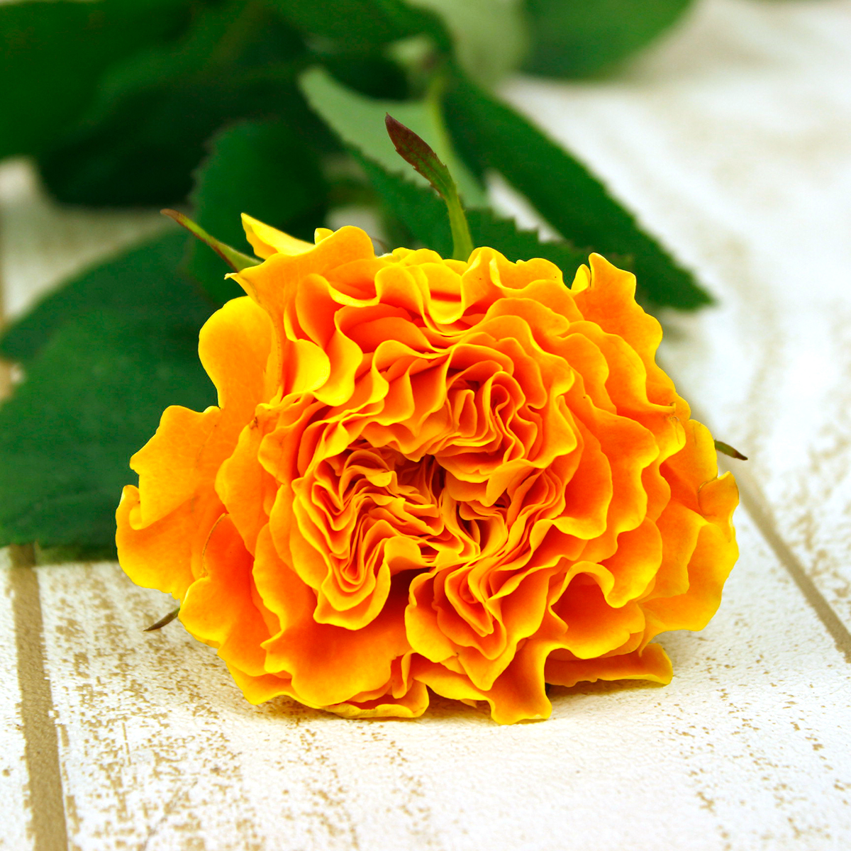 生花】バラ マンゴーリーバ(オレンジイエロー)40cm-【OT】 - 花材通販