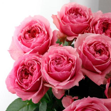 08直前】バラ ヴィクトリアンキス 50CM(ピンク)静岡県【生花】 - 花材