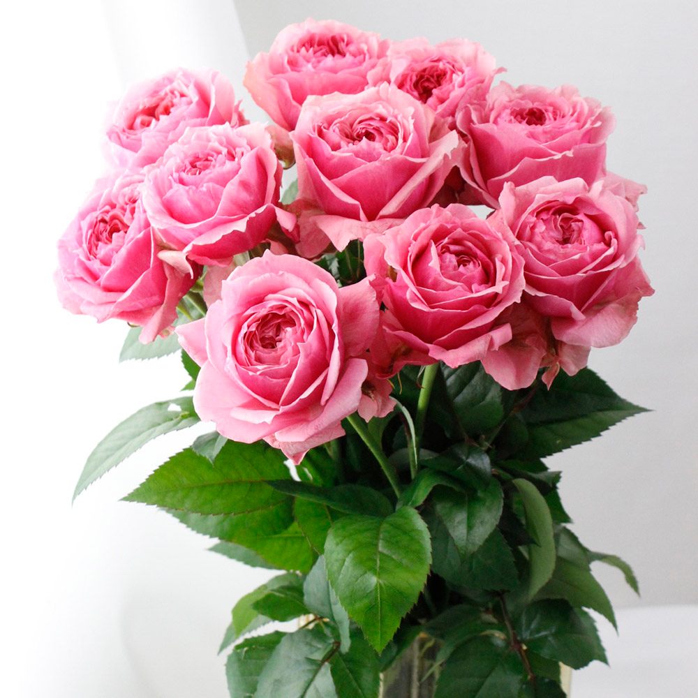 08直前】バラ ヴィクトリアンキス 50CM(ピンク)静岡県【生花】 - 花材