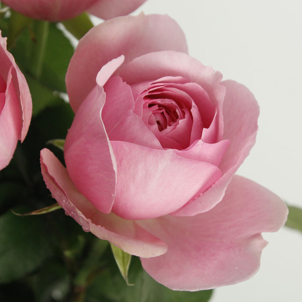 生花】バラ ももか(ピンク・ミルラ香) アキバナーセリー【OT】50cm