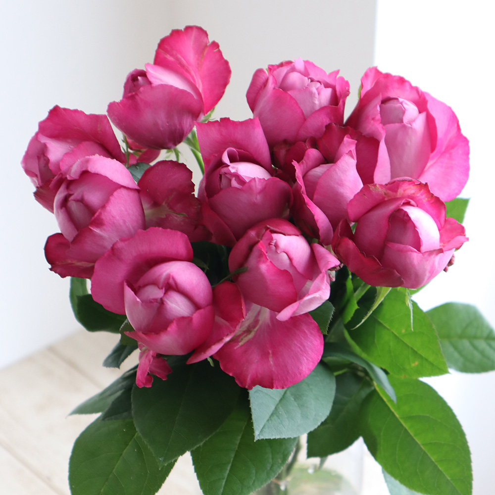 生花】バラ プルプルパル 増田バラ園 - 花材通販はなどんやアソシエ