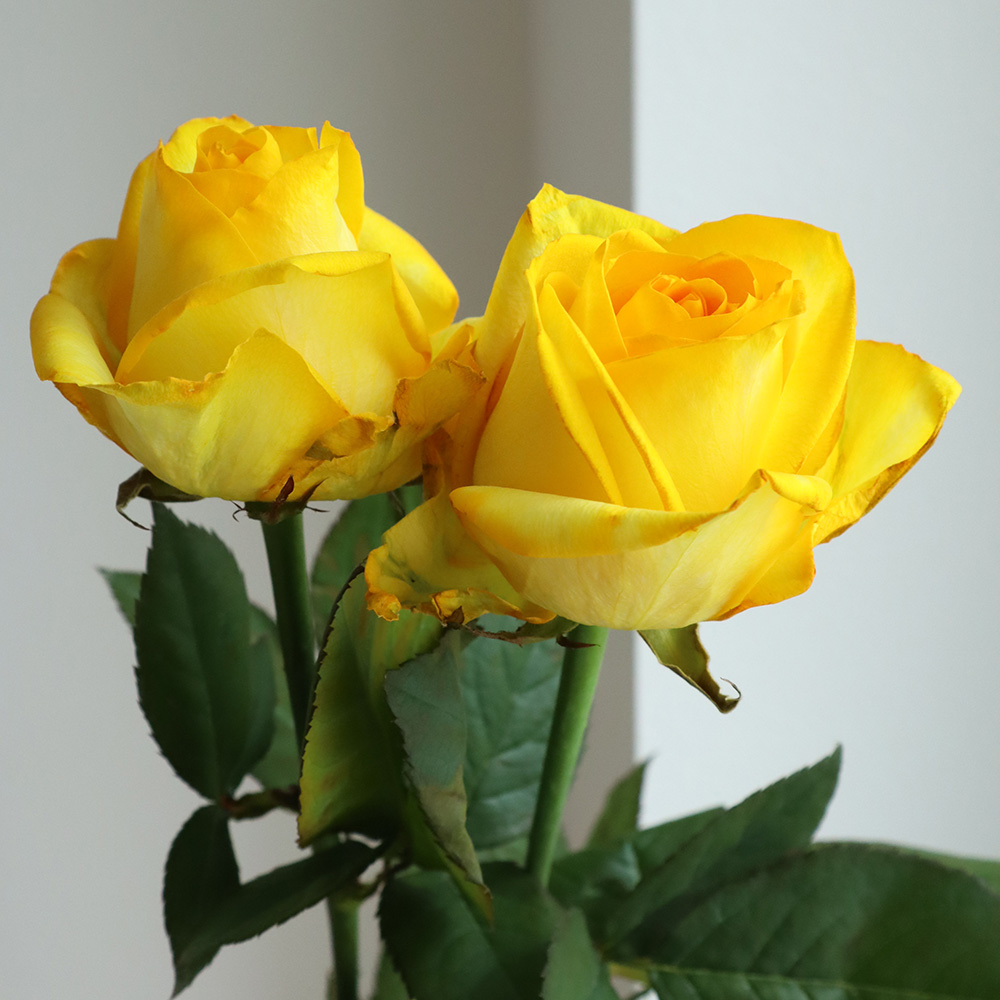 生花】バラ 染めイエロー(黄色)【早締切-75】※染色加工商品です。 - 花