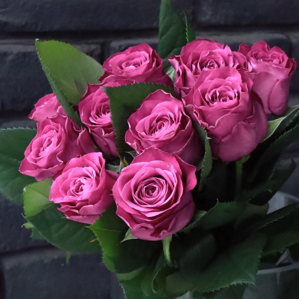 08直前SE】バラ プレシャスモーメント(パープル)45cm- 國枝バラ園