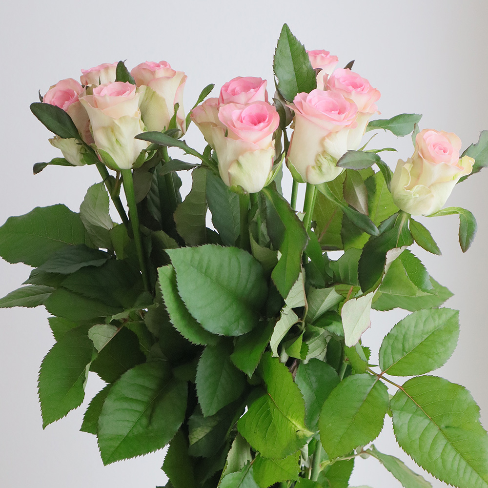 生花】バラ スワン+(ピンク)クニエダバラ園【OT】 - 花材通販はなどん