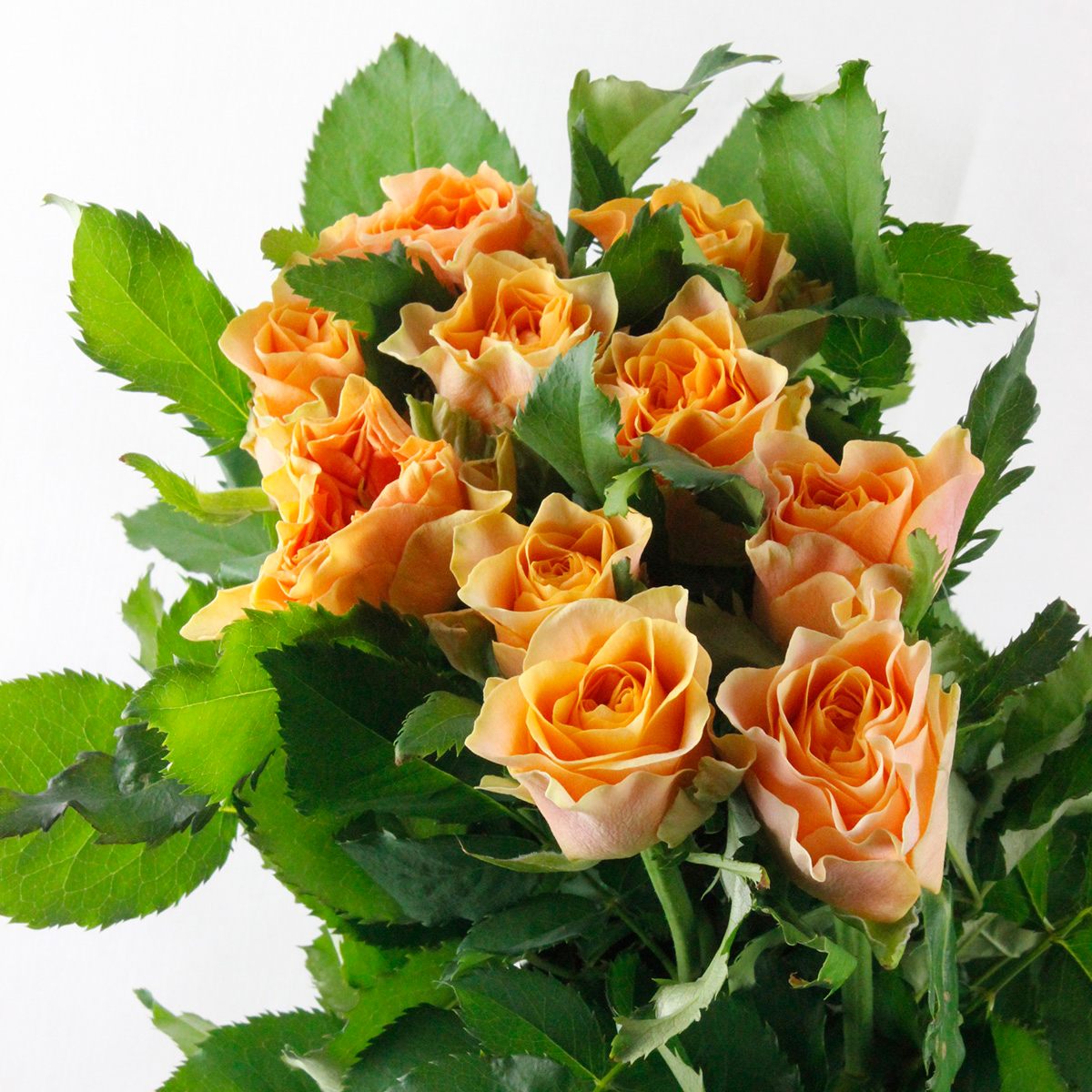 08直前!!】バラ フォセット 熊谷園芸 50センチ【生花】 - 花材通販は