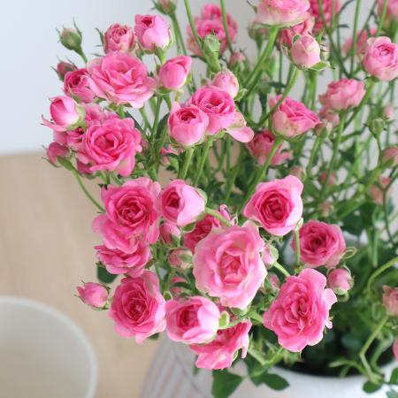 生花】SPバラ リトルウッズ(極小輪ピンク)20〜30cm前後 【OT】 - 花材