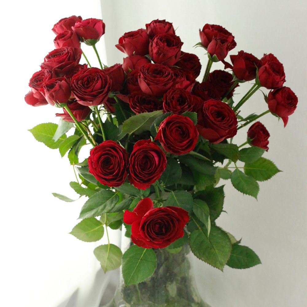 生花】SPバラおまかせ 赤(品種おまかせ)ファンファール、レディラブ