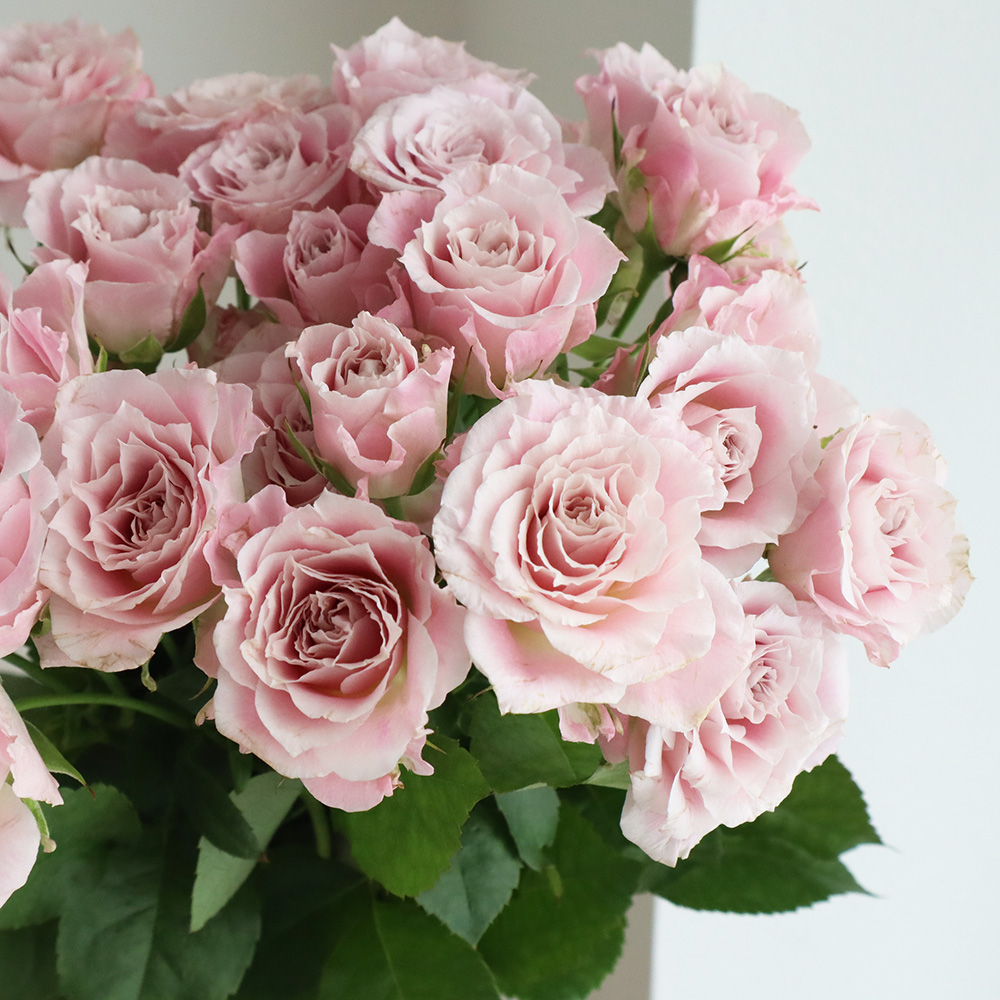 08直前】初入荷!SPバラ フェアリーローラ(ごく淡いピンク)40センチ