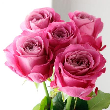 生花】バラ オール4ラブ+(濃いピンク 中大輪) □今週のオトク【IT-23