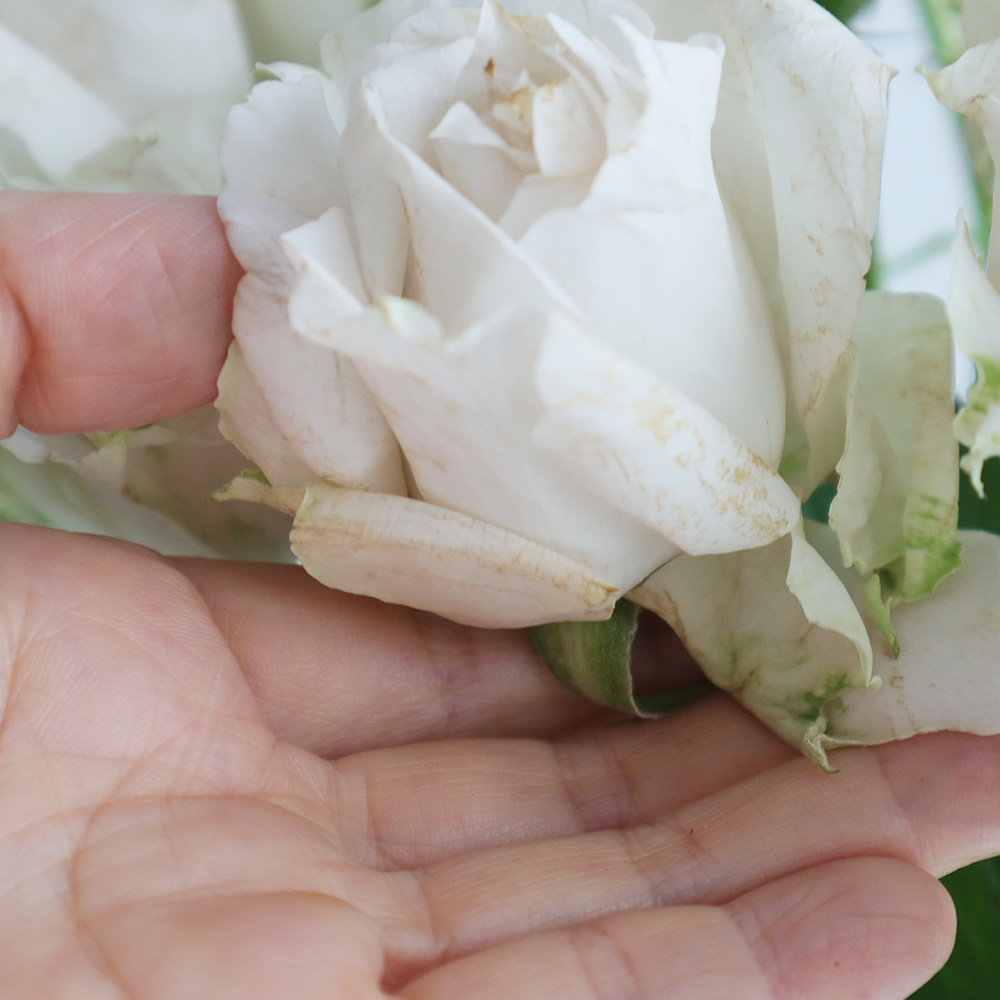 08直前】SPバラ ザ・セレスティアル(2輪つき)※神生バラ園 60cm【生花