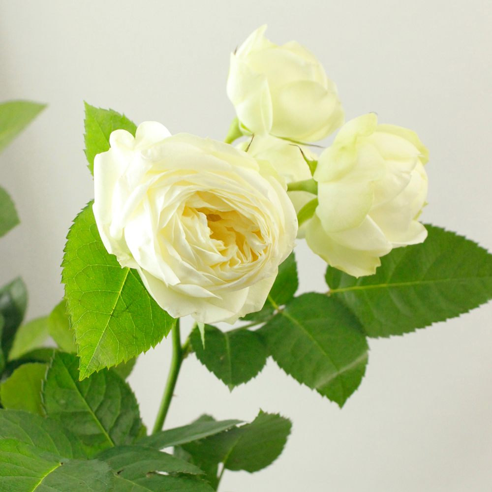 08直前】SPバラ ニュアンセス(白・カップ)ミルラ香 ファインローズ