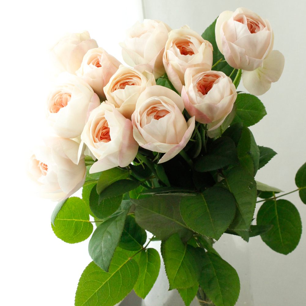 生花】バラ ロゼドリュヌ(ピンク・カップ)香りあり! 増田バラ園【SETA