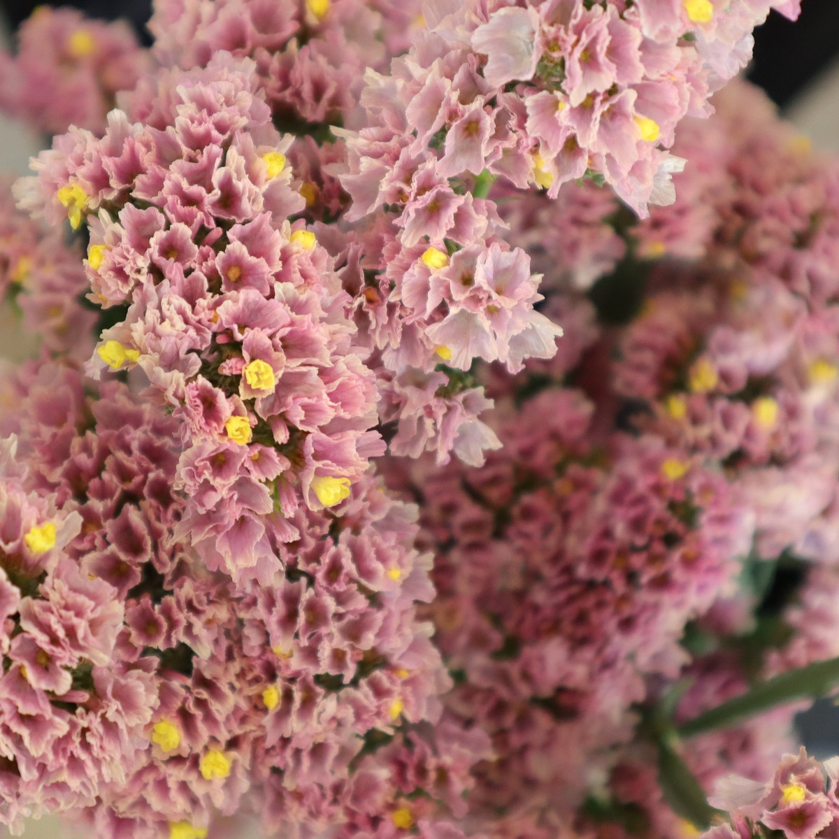 3【08直前!】スターチス ピンクアッシュ 80cm 長野県 【生花】 - 花材