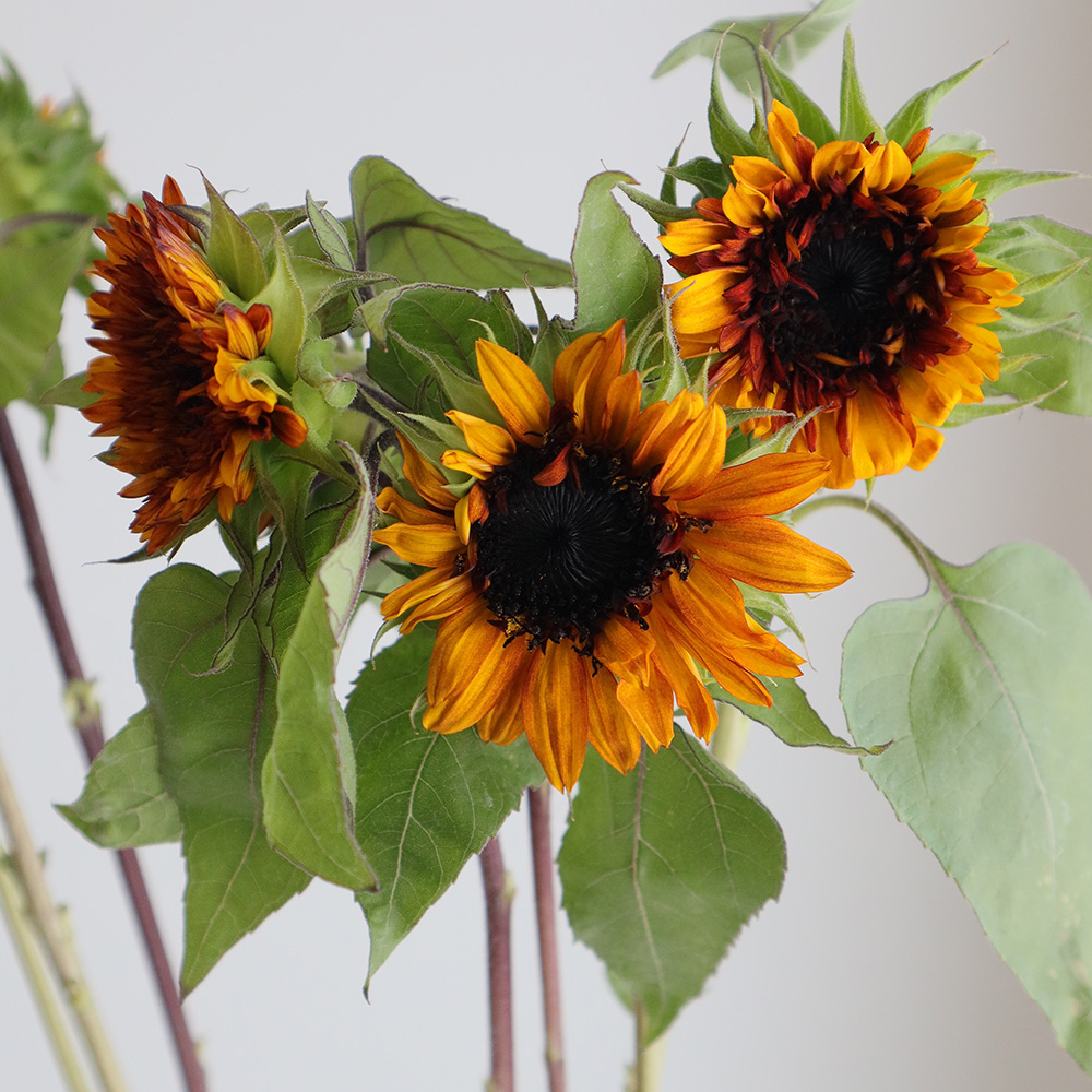 生花】ヒマワリ ダージリン(茶橙・八重系)千葉県ほか【OT】 - 花材通販