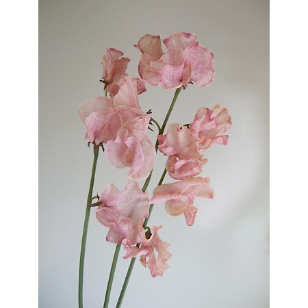 生花】スイトピー ボルドー(アンティックピンク)染め - 花材通販はなど