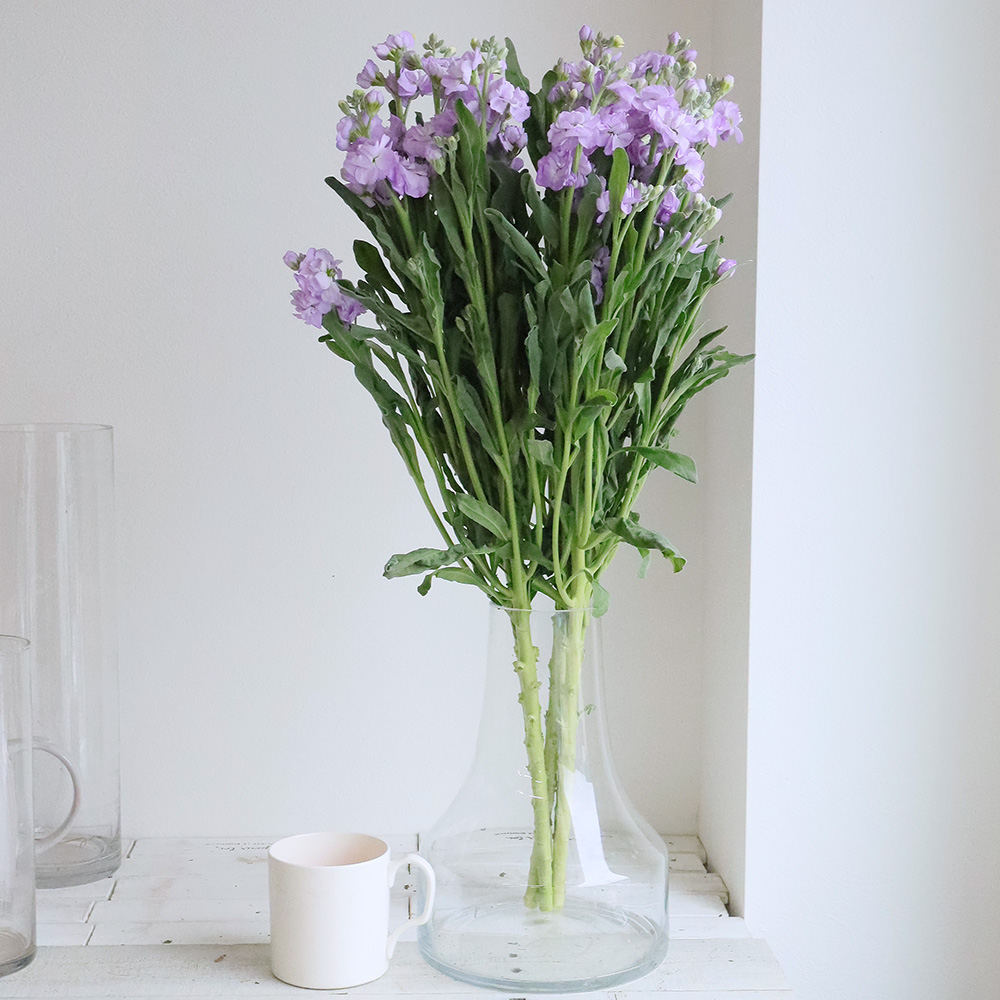 生花】スプレーストック(うす紫)マリンカルテットなど 60cm〜【OR-5