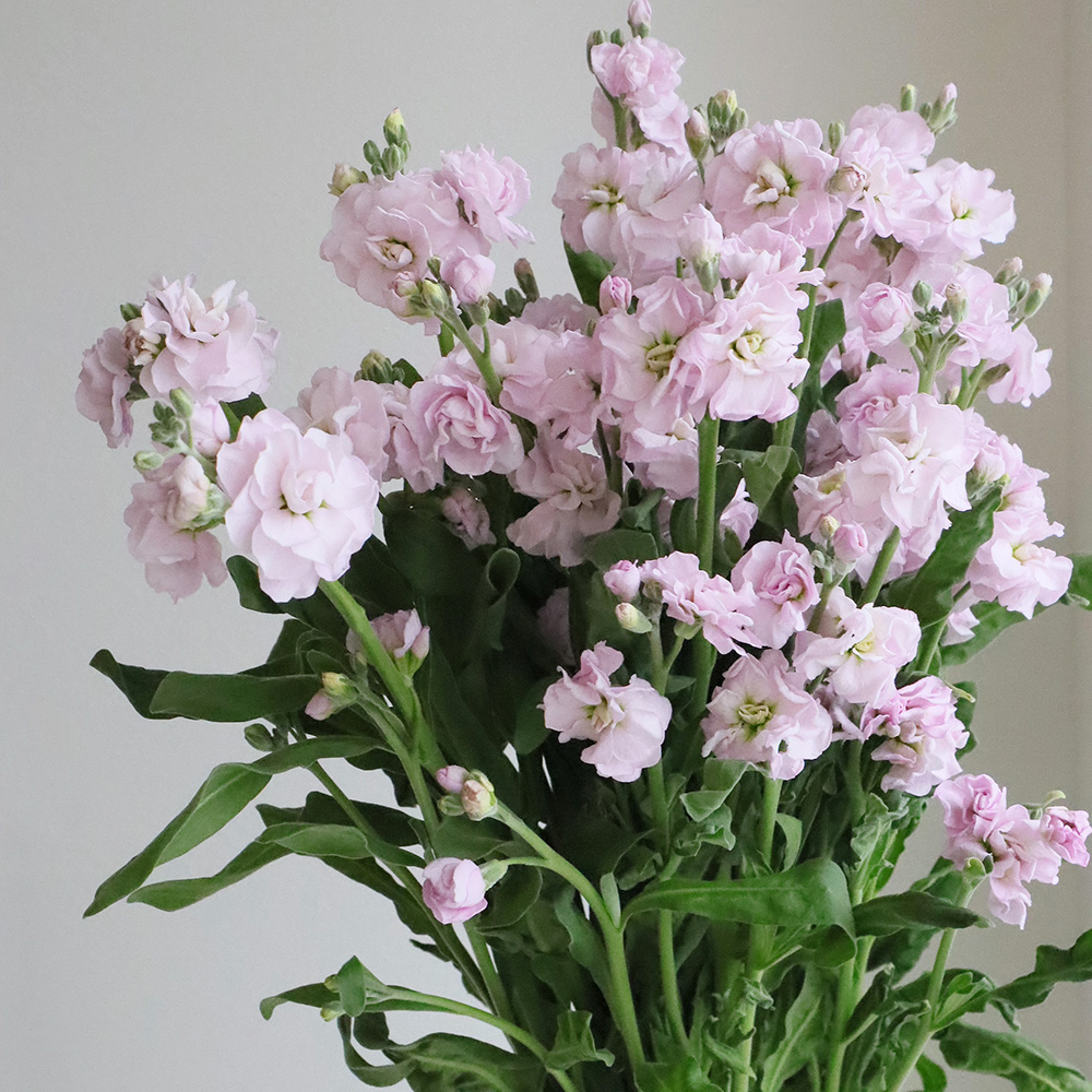 生花】スプレーストック(淡ピンク)チェリーカルテットなど 60cmー【OR