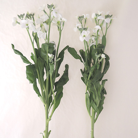 生花】スプレーストック〔白〕可憐な一重咲き!今週のオトク☆ - 花材