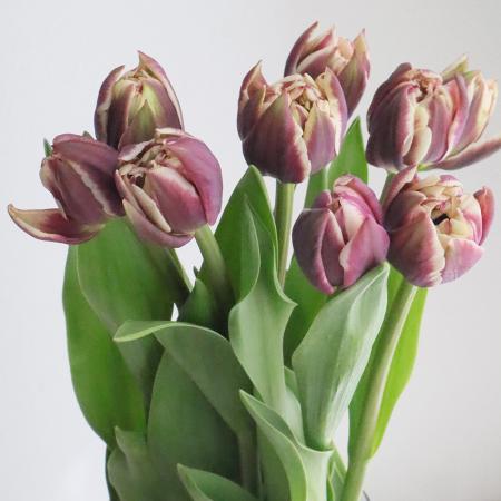 直前】チューリップ ウィンダム(エンジ白複色八重)【OR-5】【生花