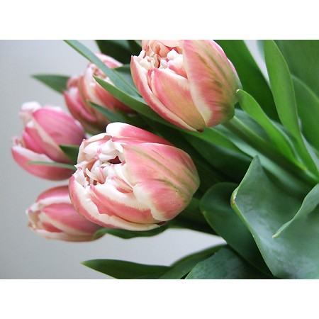 08直前】チューリップ ケープランドギフト(八重)Mサイズ【生花】 - 花