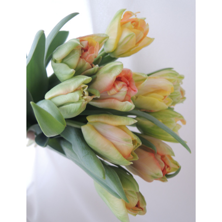 生花】チューリップ チャーミングビューティ(淡オレンジ八重) - 花材
