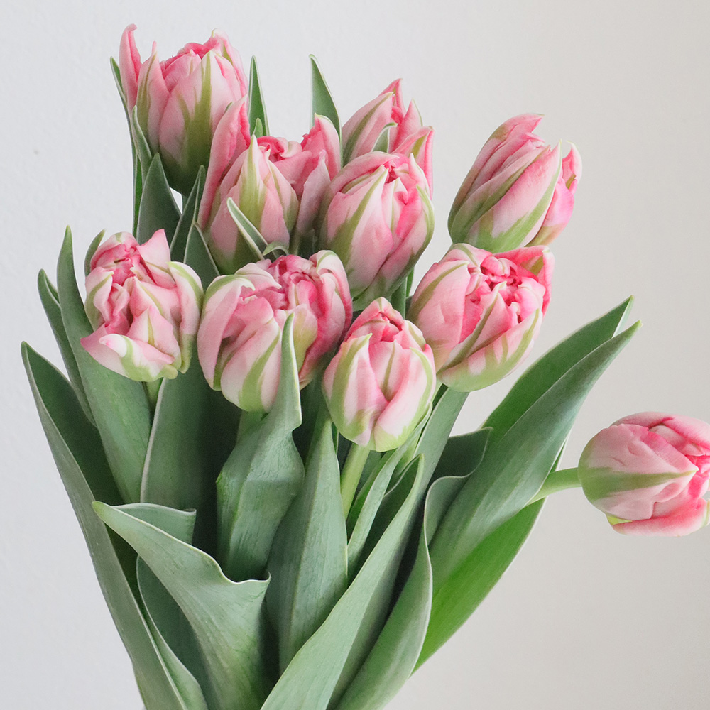 直前!!】チューリップ フラッシュポイント(八重・赤ピンク)【生花