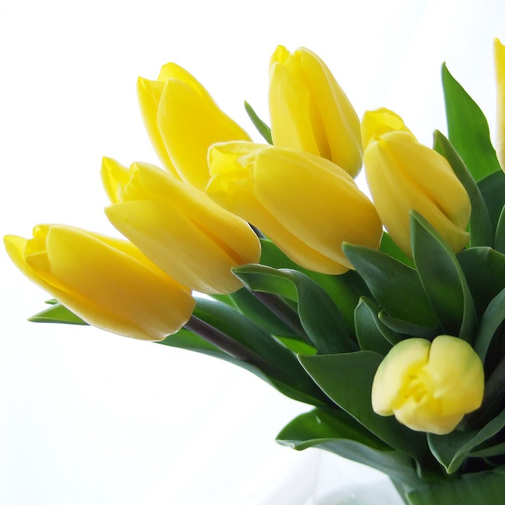 直前】チューリップ(黄色・一重咲き)ストロングGなど - 花材通販はなど