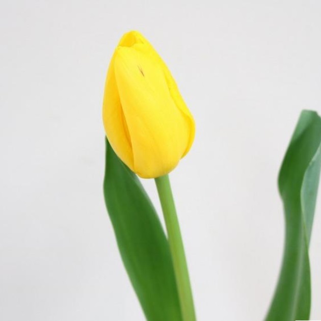 生花】チューリップ ヤンファンネス 黄色 一重咲き - 花材通販はなどん
